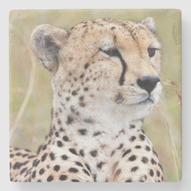 Porta-copo De Pedra Cheetah (Frente)