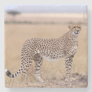 Porta-copo De Pedra Cheetah
