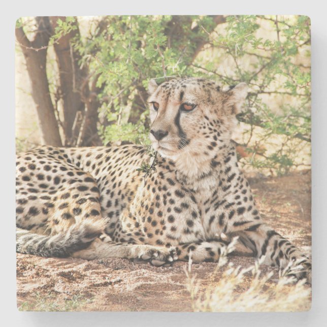 Porta-copo De Pedra Cheetah (Frente)