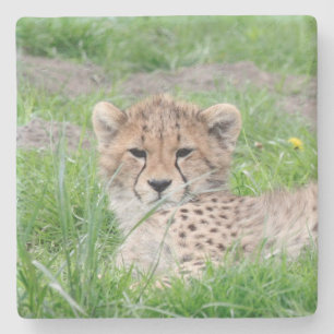 Porta-copo De Pedra Cheetah20150904