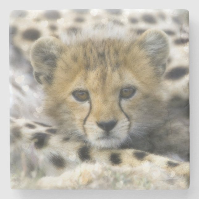 Porta-copo De Pedra Cheetah Cub (Frente)