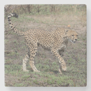 Porta-copo De Pedra Cheetah Em Movimento.
