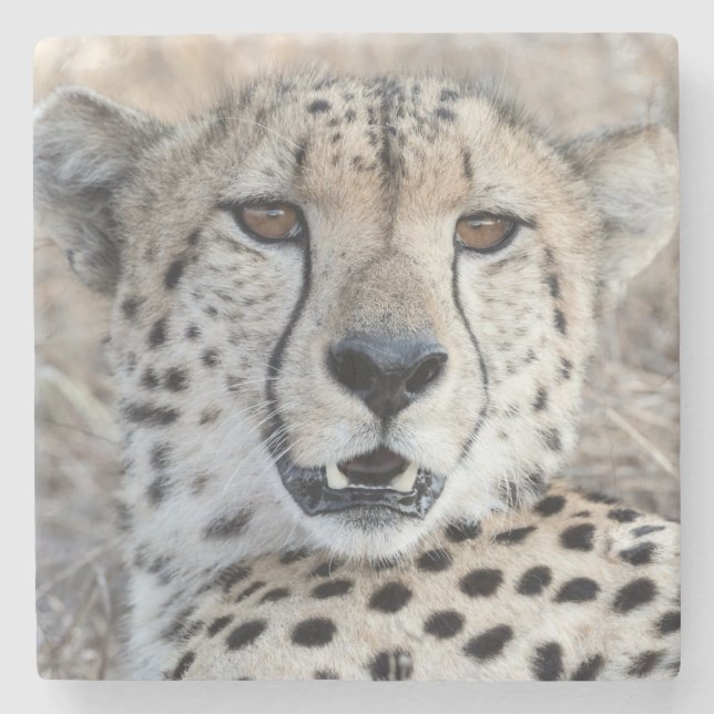 Porta-copo De Pedra Cheetah Portrait (Frente)