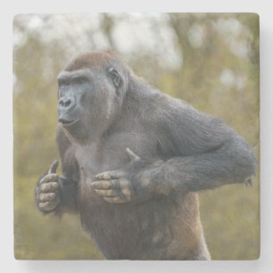 Porta-copo De Pedra Chest Beating Gorilla