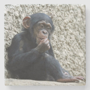 Porta-copo De Pedra Chimpanzé 013