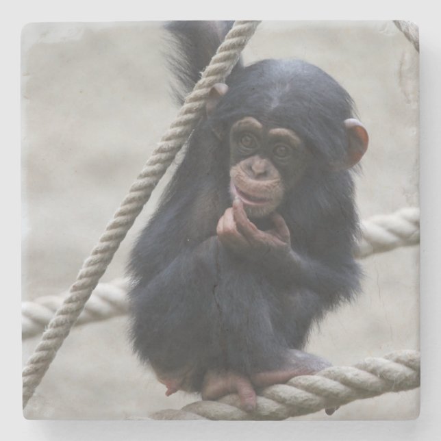 Porta-copo De Pedra Chimpanzé 030 (Frente)