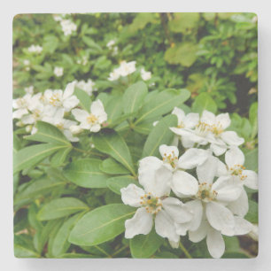 Porta-copo De Pedra Choisya Ternata