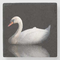 Cisne branco sobre preto