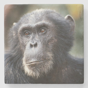 Porta-copo De Pedra Close-up de chimpanzé macho