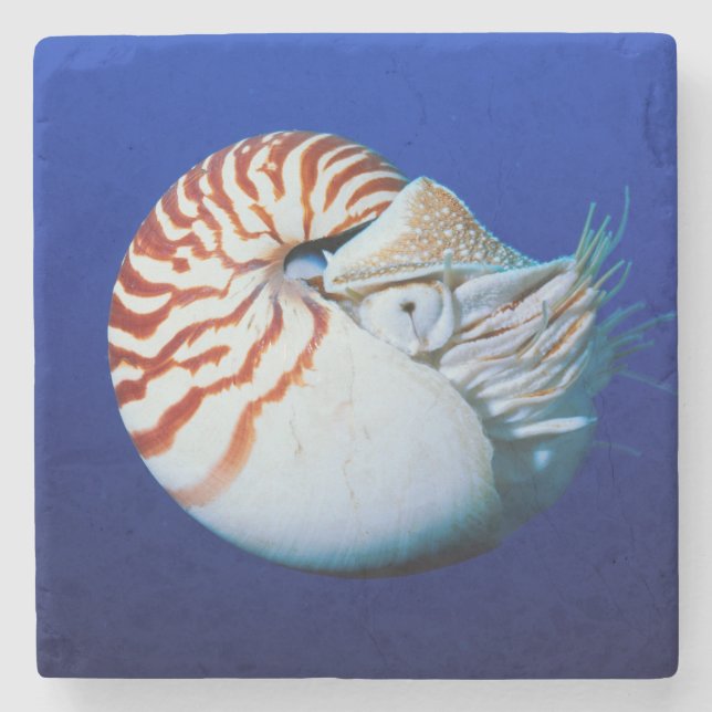 Porta-copo De Pedra Close-Up de Nautilus-Camarado (Frente)