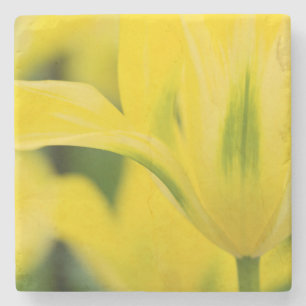 Porta-copo De Pedra Close-up de tulipa 2