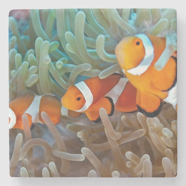 Porta-copo De Pedra Clownfish (Frente)