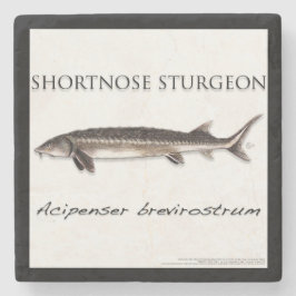 Porta-copo De Pedra COASTER - STURGEON SHORTNOSE - acigifts@yahoo.com