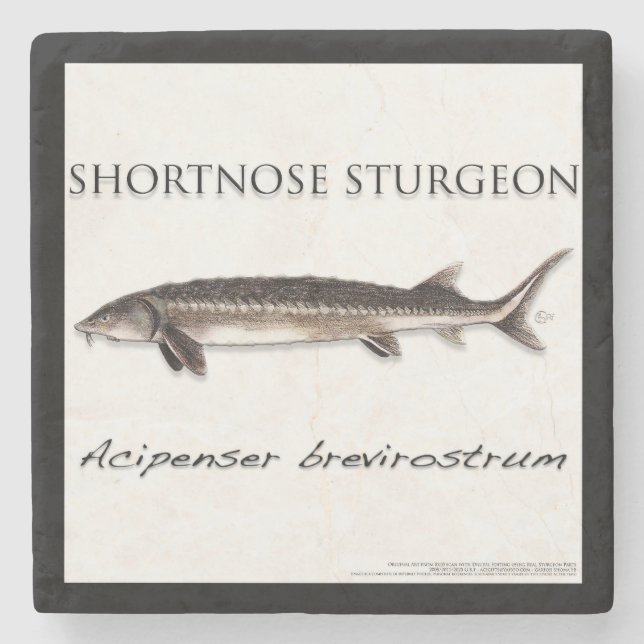 Porta-copo De Pedra COASTER - STURGEON SHORTNOSE - acigifts@yahoo.com (Frente)
