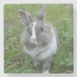 Porta-copo De Pedra Coelhinho