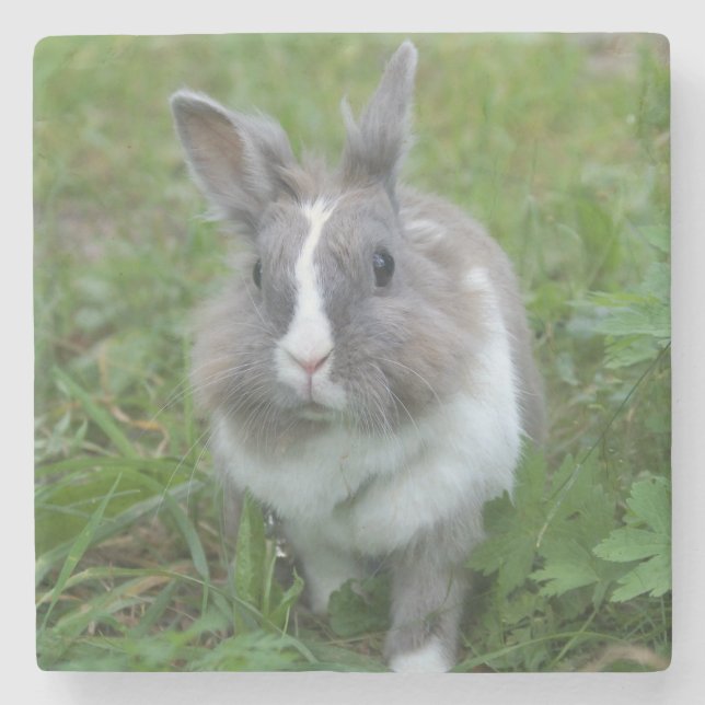Porta-copo De Pedra Coelhinho (Frente)