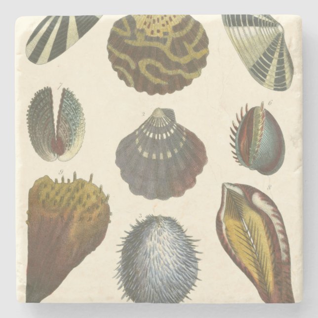 Porta-copo De Pedra Coleção de Conchologia (Frente)