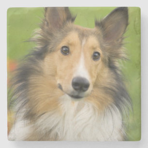 Porta-copo De Pedra Collie áspero, cão, animal