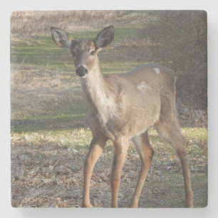 Porta-copo De Pedra Coluna Branca de Veado