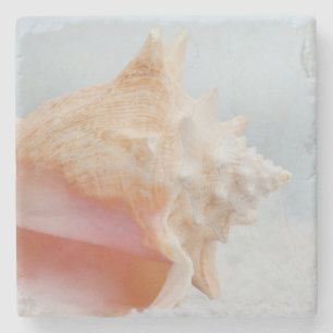 Porta-copo De Pedra Conch Shell Florida