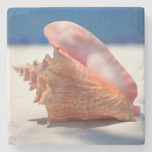 Porta-copo De Pedra Conch Shell na praia 2