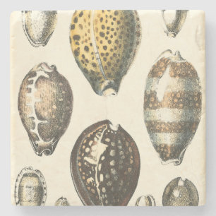 Porta-copo De Pedra Conchas Selvagens Exclusivamente Formatadas