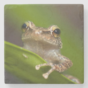 Porta-copo De Pedra Coqui comum, coqui do Eleutherodactylus, EL