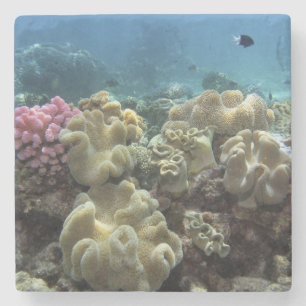 Porta-copo De Pedra Coral, Recife Agincourt, Grande Barreira de Coral,