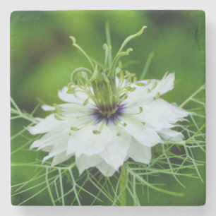 Porta-copo De Pedra Cornflower