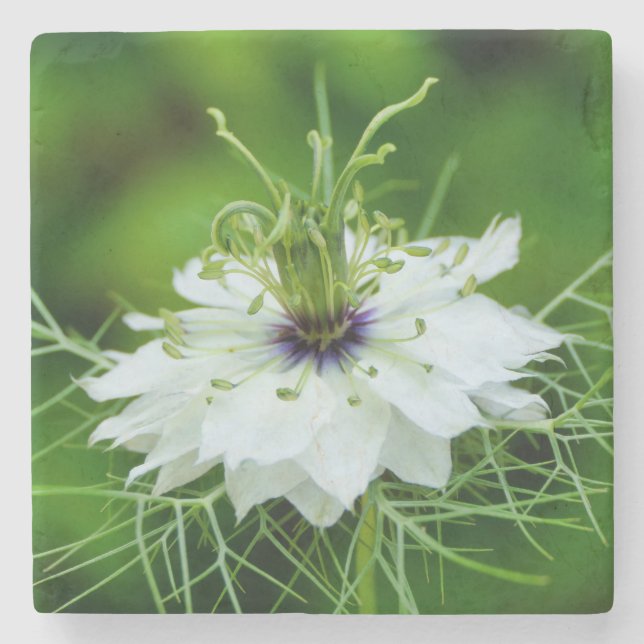 Porta-copo De Pedra Cornflower (Frente)