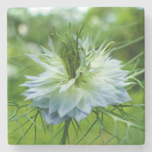 Porta-copo De Pedra Cornflower