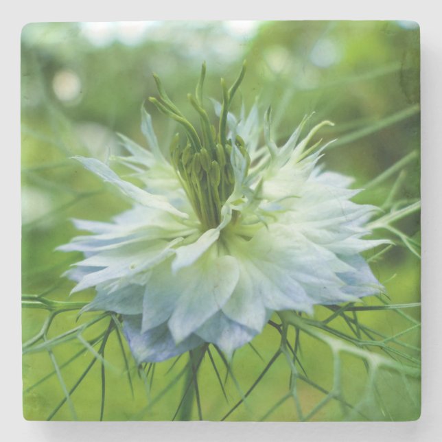 Porta-copo De Pedra Cornflower (Frente)