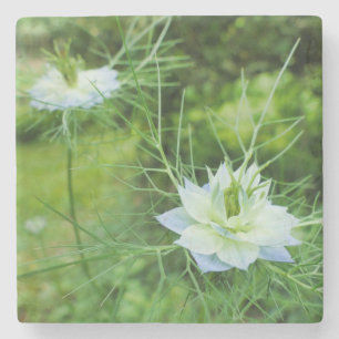 Porta-copo De Pedra Cornflower