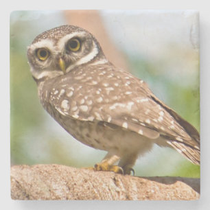 Porta-copo De Pedra Coruja manchada no vôo da manhã