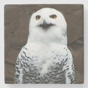 Porta-copo De Pedra Costeira de Snowy Owl