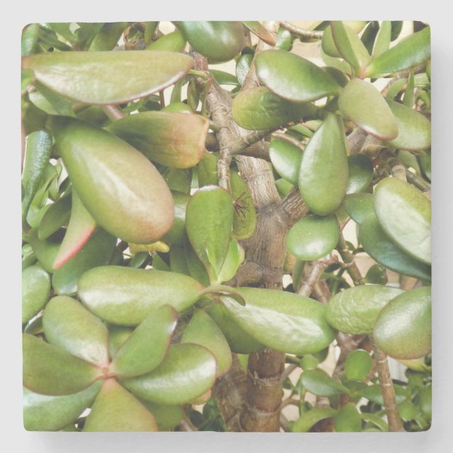 Porta-copo De Pedra Crassula ovata (Frente)