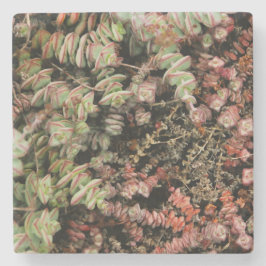 Porta-copo De Pedra Crassula perforata