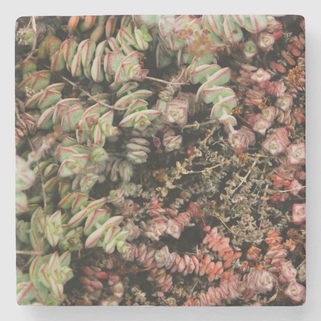 Porta-copo De Pedra Crassula perforata (Frente)