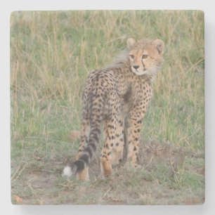 Porta-copo De Pedra Cubo De Chita Bonito Olhando Para Trás.