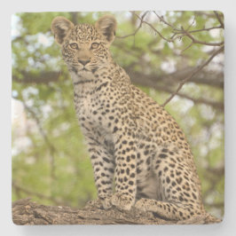 Porta-copo De Pedra Cubo Leopardo Em Um Limbo.