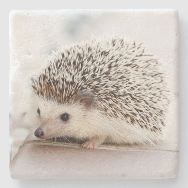 Porta-copo De Pedra Cute Baby Hedgehog Photo (Frente)