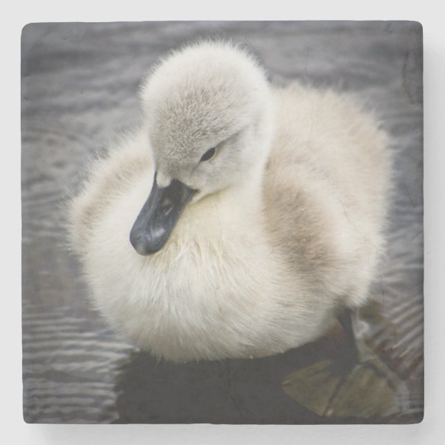 Porta-copo De Pedra Cygnet da cisne | do bebê (Frente)