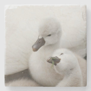 Porta-copo De Pedra Cygnets da cisne muda