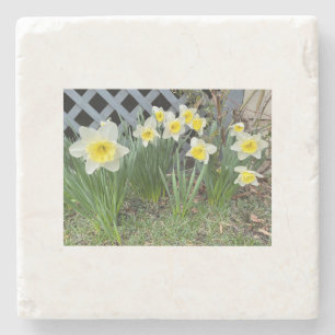 Porta-copo De Pedra Daffodils Amarelos#3