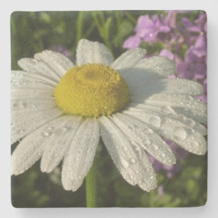 Porta-copo De Pedra Daisy e Summer Lilac Wildflower