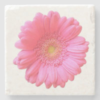 Daisy gerbera rosa
