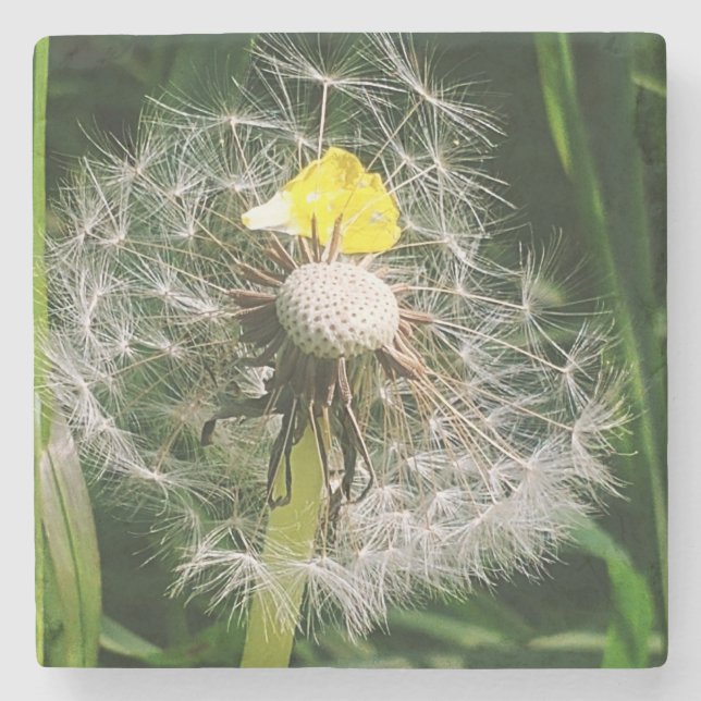 Porta-copo De Pedra Dandelion (Frente)