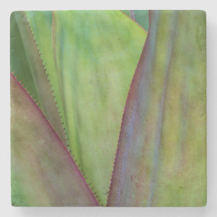 Porta-copo De Pedra Detalhe da Planta Agave