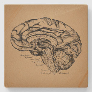 Porta-copo De Pedra Diagrama Cerebral Antiquado Anatomia Médica
