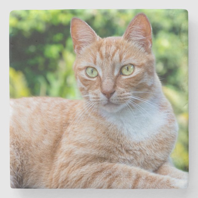 Porta-copo De Pedra Doce gatinho (Frente)